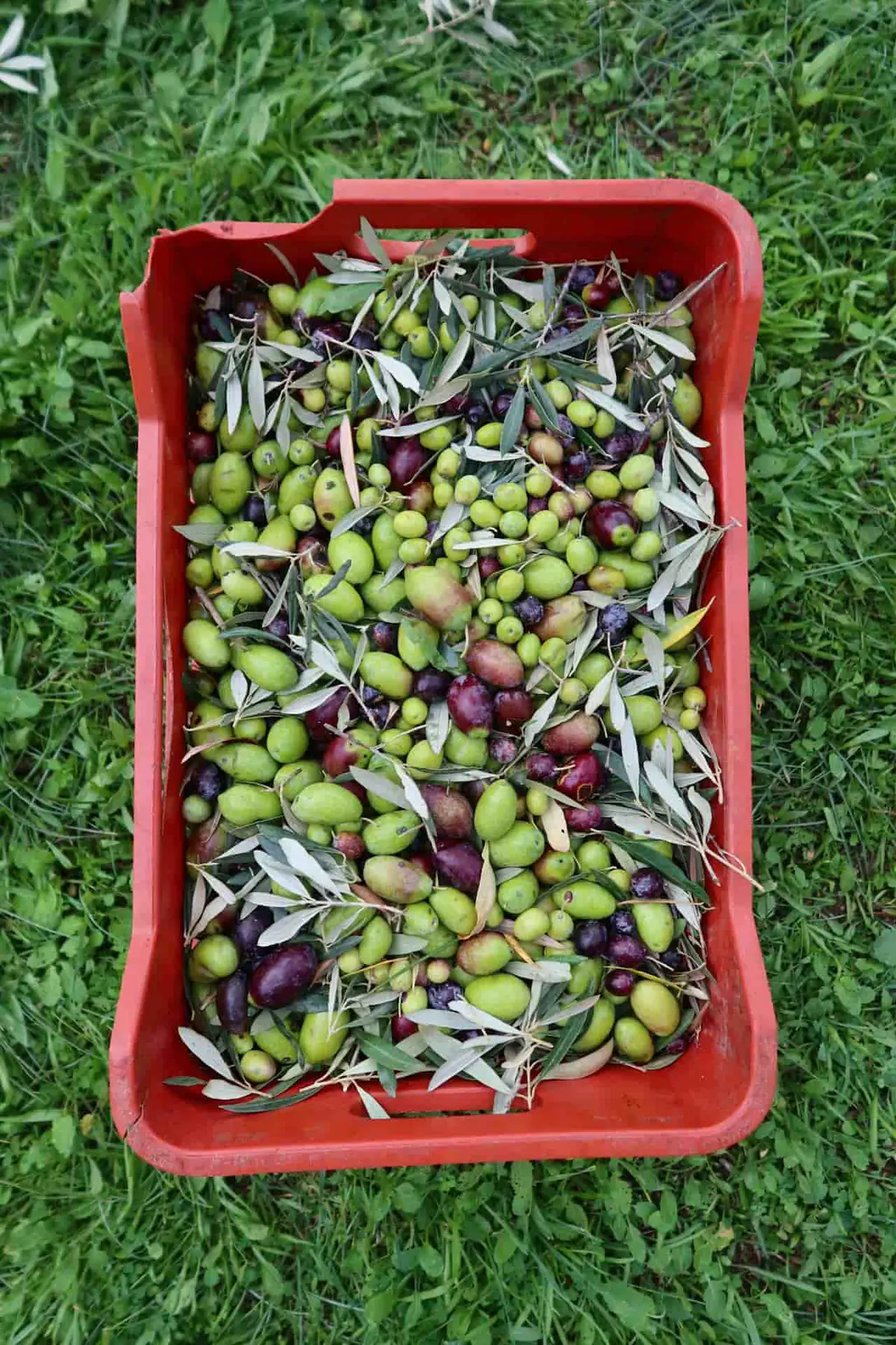 Zeytin hasadı: sonbahar Urla'sı